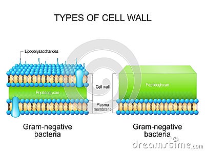Types of bacterial cell wall. Gram-negative bacteria and Gram-negative bacteria Vector Illustration