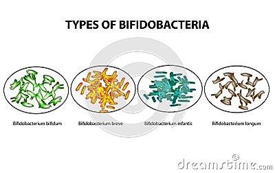 Types of bifidobacteria. Bifidumbacterium. Probiotics. Good intestinal microflora. Infographics. Vector illustration on Vector Illustration