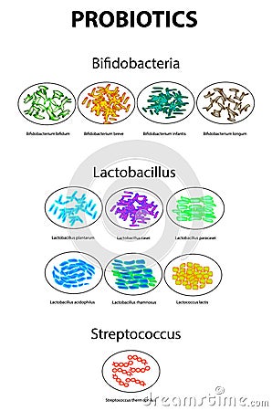 Types of bifidobacteria. Bifidumbacterium. Types of lactobacilli. Lactobacillus. Probiotics. Good intestinal microflora Vector Illustration