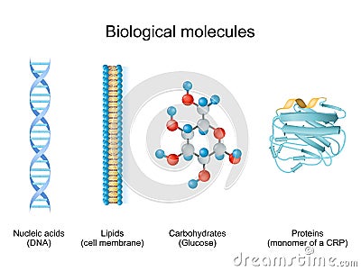 Types of biological molecule: Carbohydrates, Lipids, Nucleic acids and Proteins Vector Illustration