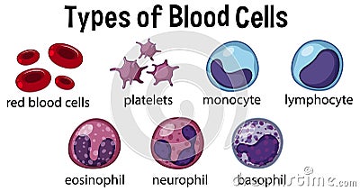 Types of Blood Cells Vector Illustration