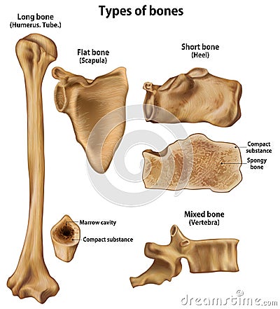 Types of bones Stock Photo