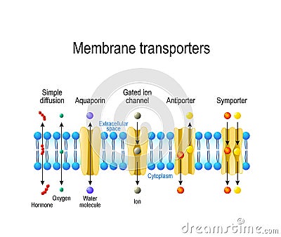 Types of a channel in the cell membrane Vector Illustration