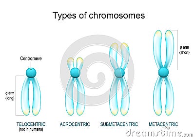 Types of chromosomes. Chromosomes with glowing effect on white background Vector Illustration