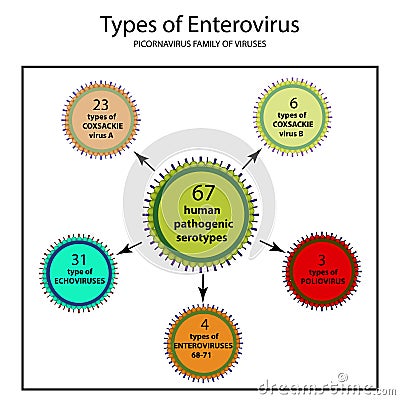 Types of enterovirus. Coxsackie virus A and B, poliomyelitis, echovirus, Vector Illustration