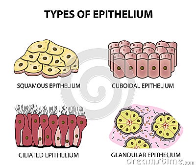 Types of epithelium. squamous, cubic, ciliated, glandular. Set. Infographics. Vector illustration on background Vector Illustration