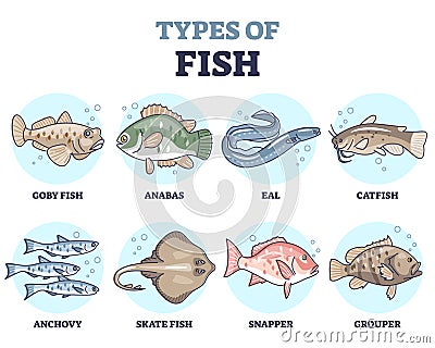 Types of fish as underwater wildlife species variety collection outline set Vector Illustration