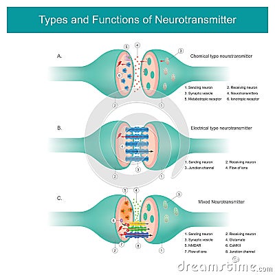 Types and Functions of Neurotransmitter. Vector Illustration