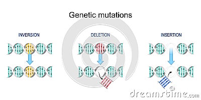 Types of gene mutation: Insertion, Inversion, Deletion Vector Illustration