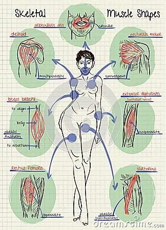 Types of human muscle to figure Vector Illustration