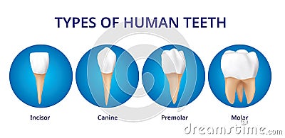 Types of Human Teeth, Human bone anatomy, 3D Realistic design Vector Illustration