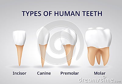 Types of Human Teeth, Human bone anatomy, 3D Realistic vector Stock Photo