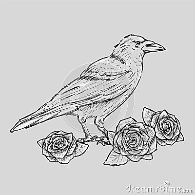 Hand drawn crow with roses tattoo sketch Vector Illustration