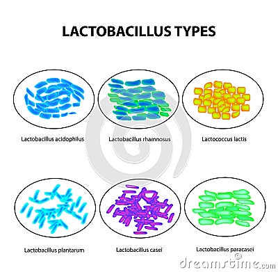 Types of lactobacilli. Lactobacillus. Good intestinal microflora. Infographics. set. Vector illustration on isolated Vector Illustration