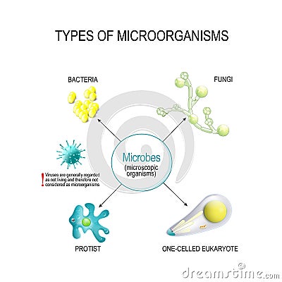 Types of Microorganisms. Bacteria, fungi, one-celled eukaryote, and protist Vector Illustration