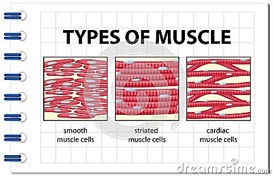 Types of muscle cell diagram Vector Illustration