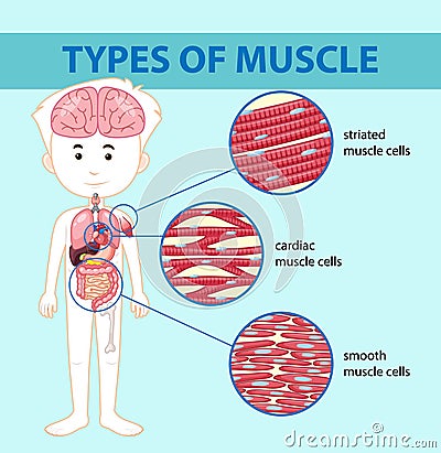 Types of muscle cell diagram Vector Illustration