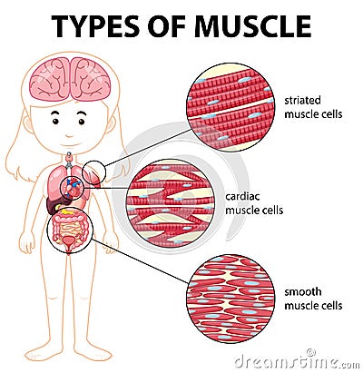 Types of muscle cell diagram Vector Illustration