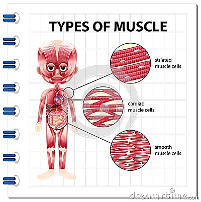 Types of muscle cell diagram Vector Illustration