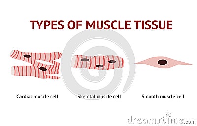 Types of Muscle tissue, anatomy, Vector Illustration on white background Vector Illustration