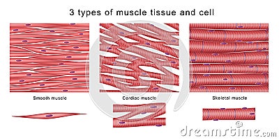 3 types of muscle tissue and cell Stock Photo