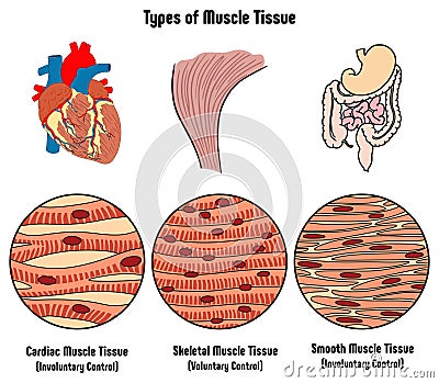 Types of Muscle Tissue of Human Body Diagram Vector Illustration