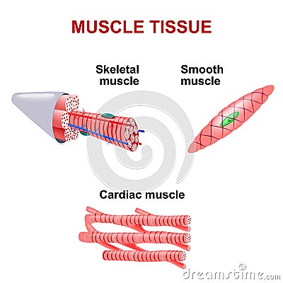 Types of muscle tissue Vector Illustration