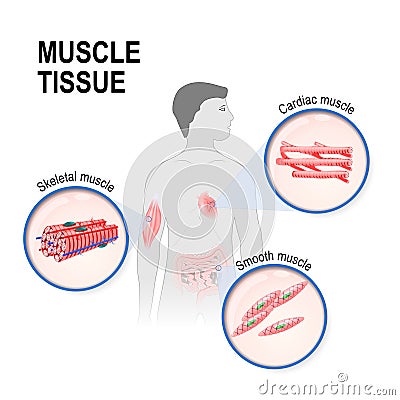 Types of muscle tissue. Vector Illustration