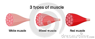 3 types of muscle white, mixed and red muscle vector illustration set Vector Illustration