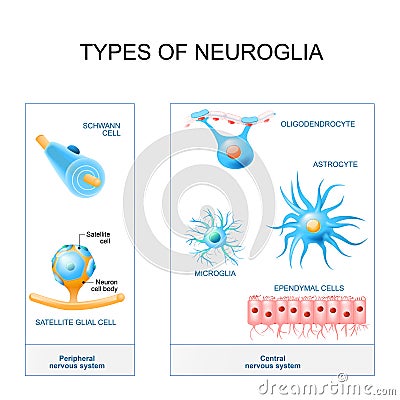 Types of neuroglia. Vector Illustration