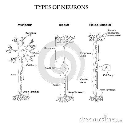 Types of neurons Vector Illustration