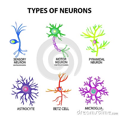 Types of neurons. Structure sensory, motor neuron, astrocyte, pyromidal, Betz cell, microglia. Set. Infographics. Vector Vector Illustration