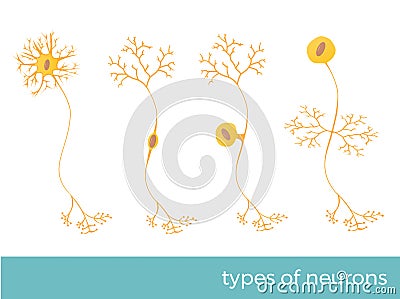 Types of neurons vector illustration Vector Illustration