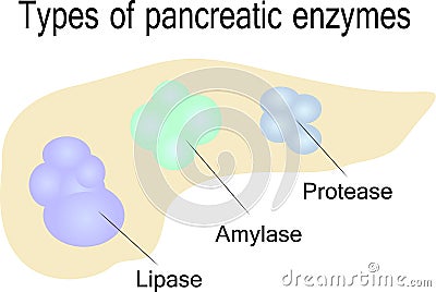 Types of pancreatic enzymes Vector Illustration