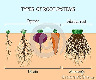 Types of root systems of plants, monosots and dicots in the soil in cut, education poster, vector illustration. Vector Illustration