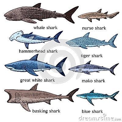 Types of sharks. Big set of hand drawn illustrations in retro engraving style. Great white shark, tiger shark, hammerhead shark Vector Illustration