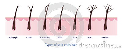 Types of split ends hair, baby split, y split, incomplete, knot, taper, tree, feather. Vector Illustration