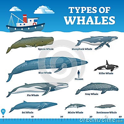 Types of whales educational labeled wildlife comparison vector illustration Vector Illustration