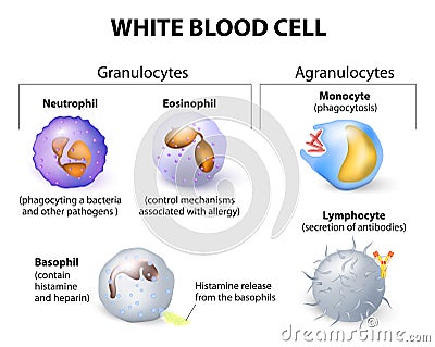 Types of white blood cells. Infographics. Vector Illustration