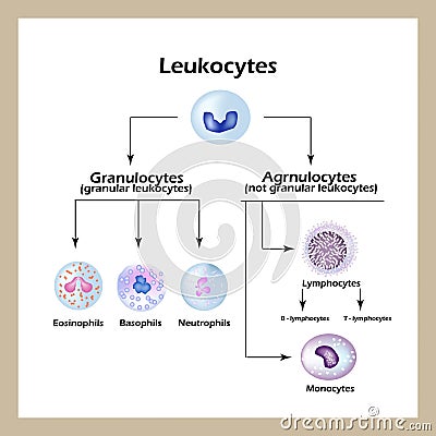 Types of white blood cells. Infographics. Vector illustration Vector Illustration