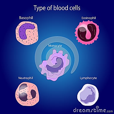 Types of White blood cells Stock Photo