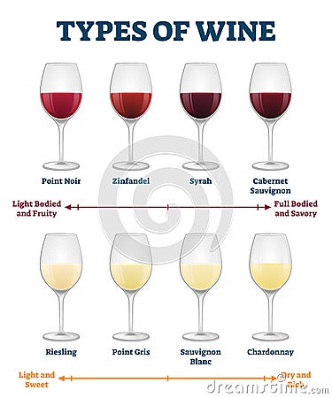 Types of wine vector illustration. Labeled red and white drink explanation. Vector Illustration