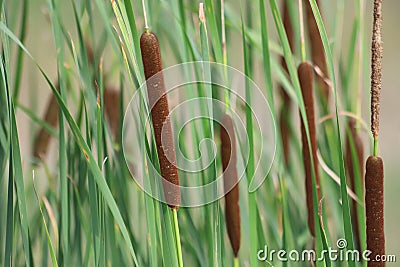 Typha angustifolia, cattail, water plant. Stock Photo