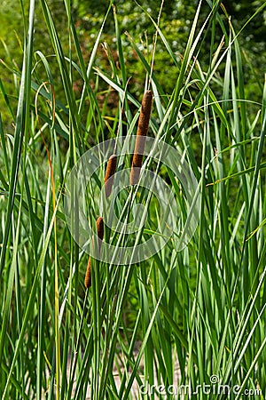 Typha angustifolia. Close up of cattail, water plant Stock Photo