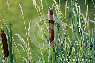 Typha angustifolia. Close up of cattail, water plant. Stock Photo