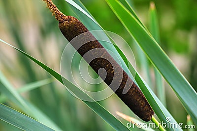 Typha angustifolia, cattail, water plant. Stock Photo