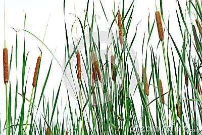 Typha angustifolia field. Green grass and brown flowers. Cattails isolated on white background. Plant`s leaves are flat, very Stock Photo