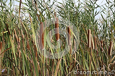 Typha latifolia, Typhaceae Stock Photo