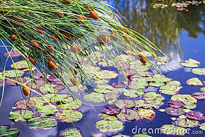 Typha plant, also called cattail, bulrush, reedmace or cattail Stock Photo