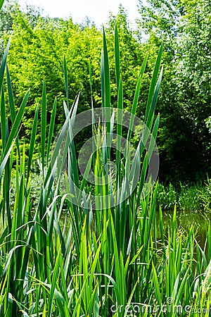 typha wildplant at pond, Sunny summer day. Typha angustifolia or cattail Stock Photo